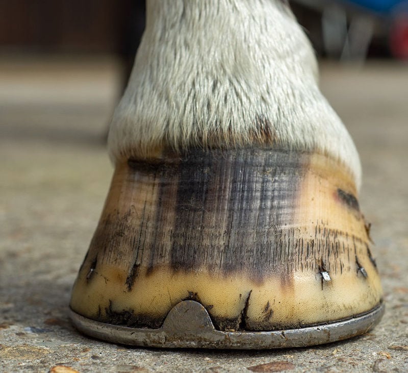 Nutrition for Hoof Health